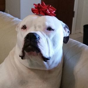 Meet your Posher, Fred